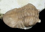 D Asaphus Plautini Trilobite - #6443-1